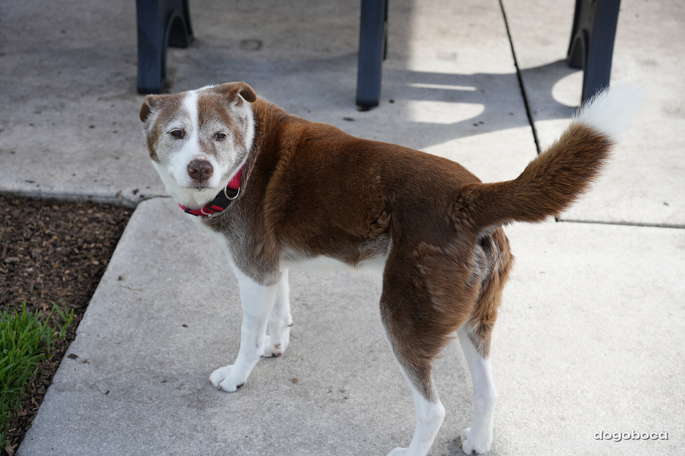 Brown and white dog photographed at Mizner Bark Dog Park on September 3, 2026