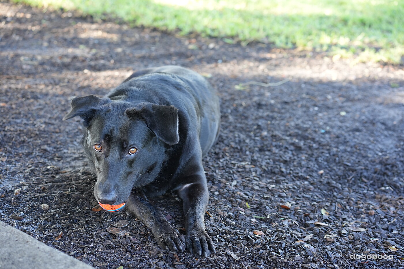 Black dog photographed at Mizner Bark Dog Park on September 3, 2026