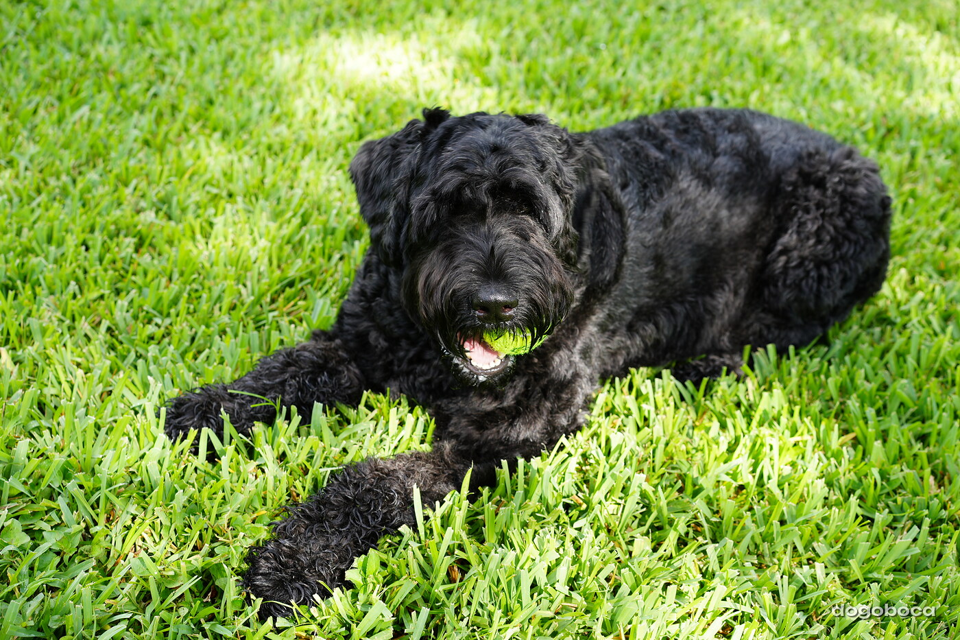 A dog photographed at Mizner Bark Dog Park