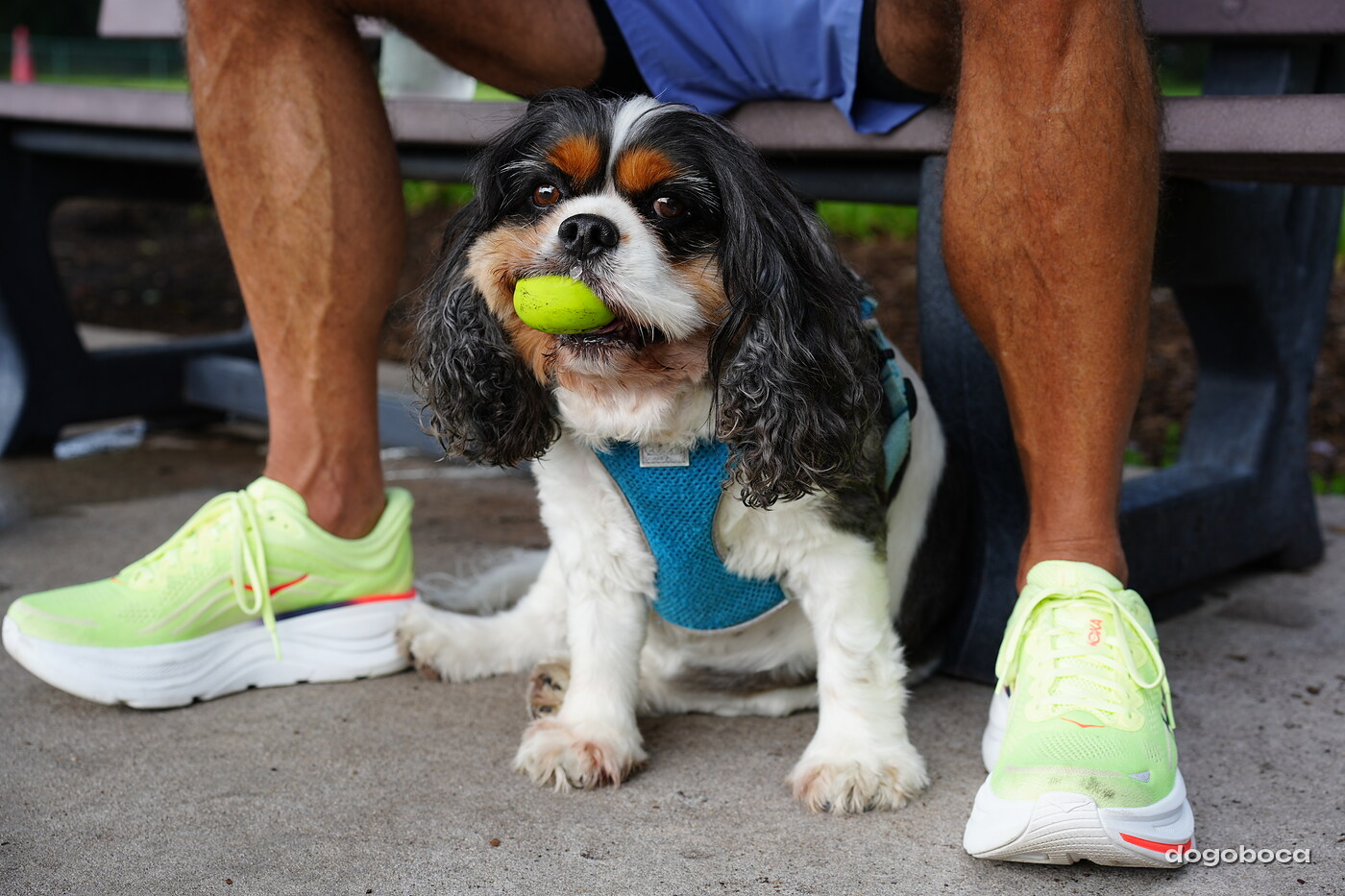 Tricolor dog photographed at Mizner Bark Dog Park on September 3, 2026
