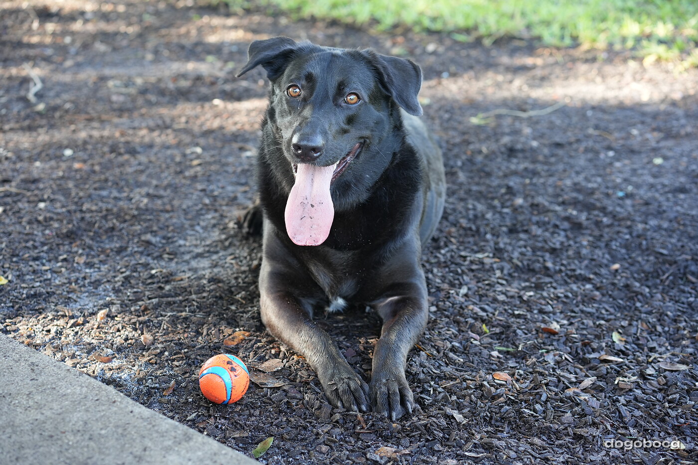 A dog photographed at Mizner Bark Dog Park