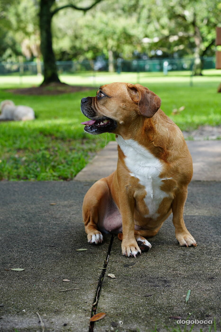 Fawn with white dog photographed at Mizner Bark Dog Park on September 3, 2026