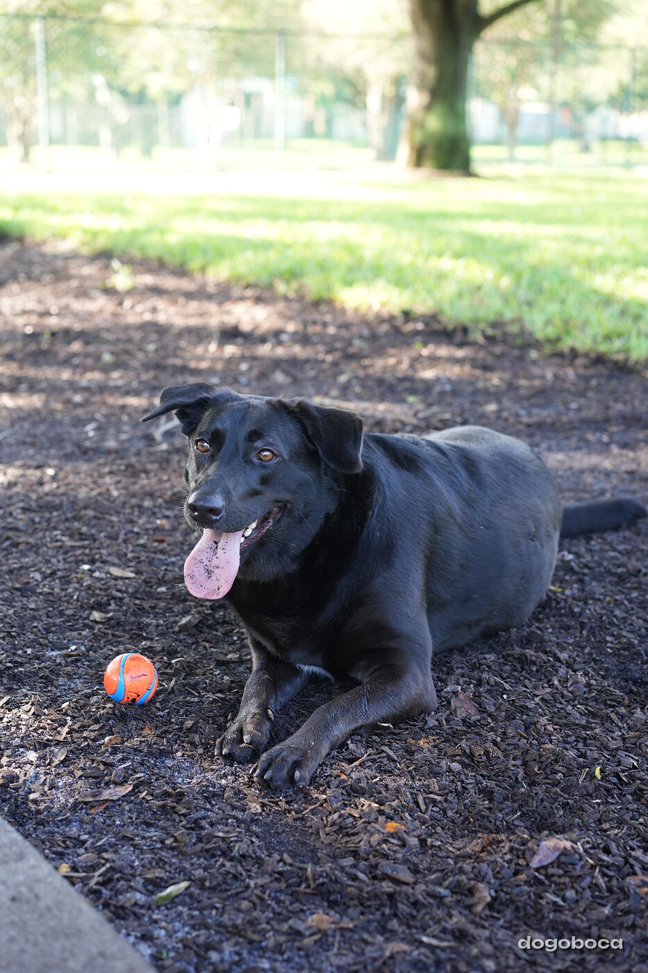 A dog photographed at Mizner Bark Dog Park