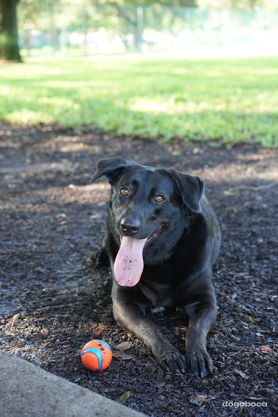 A dog photographed at Mizner Bark Dog Park