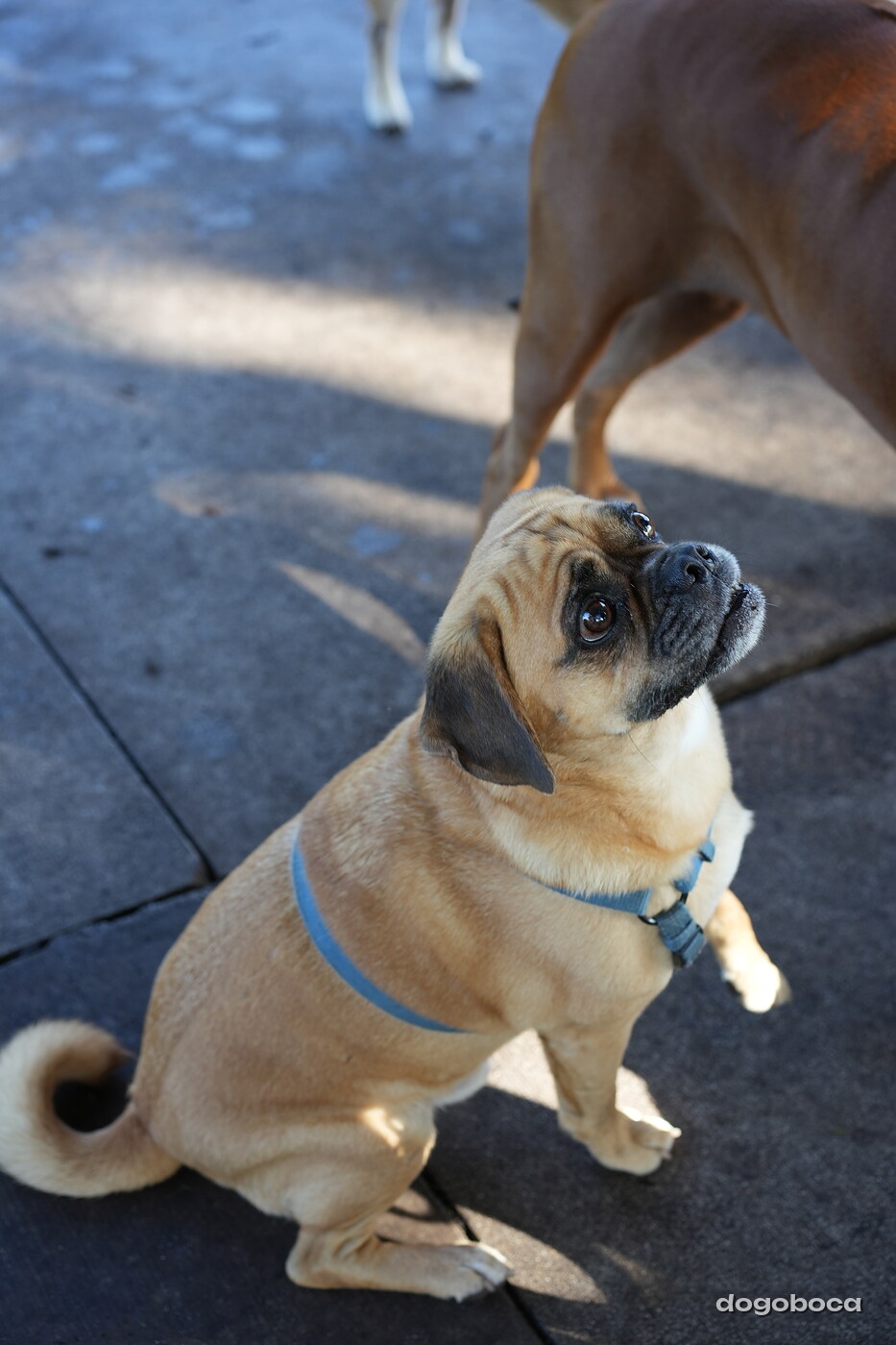 Fawn with black mask dog photographed at Mizner Bark Dog Park on September 3, 2026
