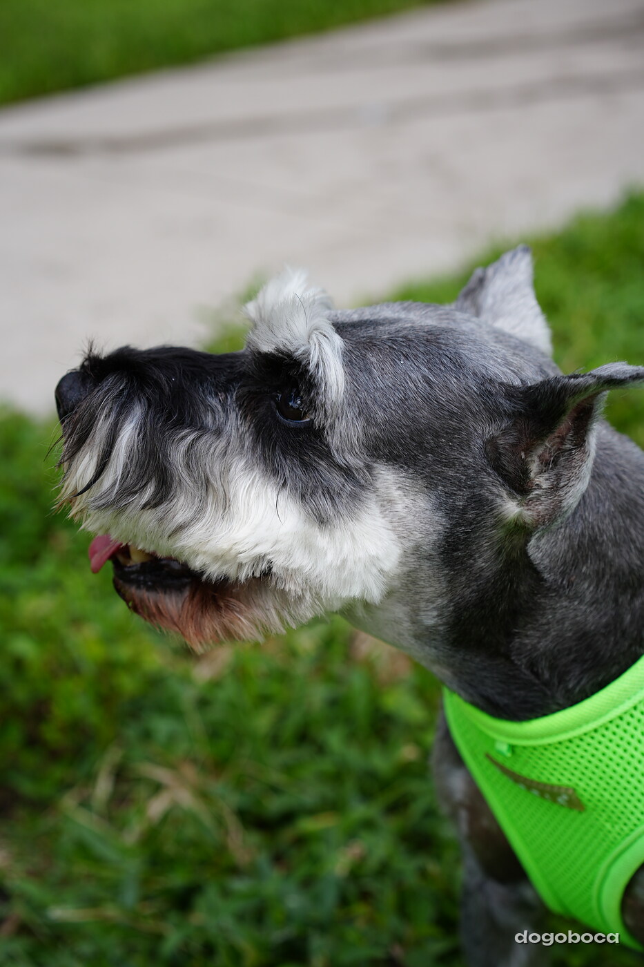 Salt and pepper dog photographed at Mizner Bark Dog Park on September 3, 2026