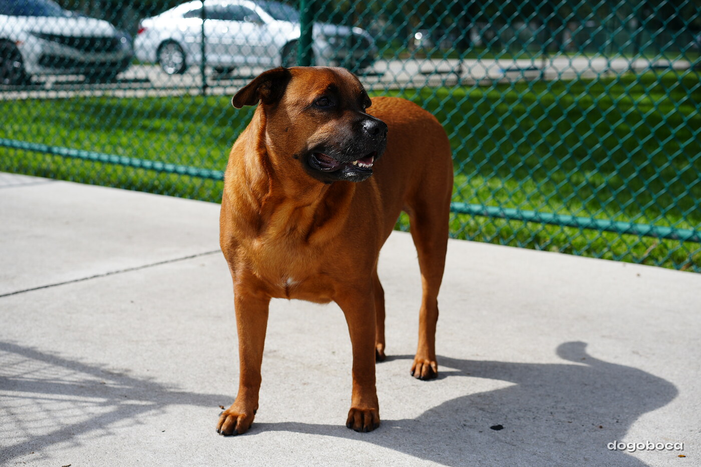 Fawn with black mask dog photographed at Mizner Bark Dog Park on September 3, 2026