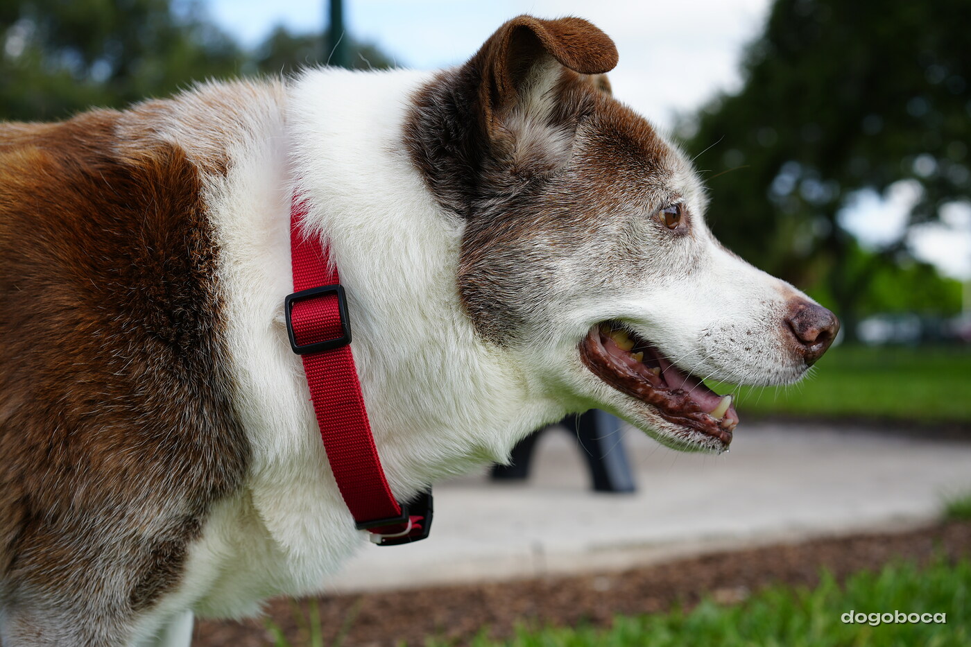 Brown and white dog photographed at Mizner Bark Dog Park on September 3, 2026