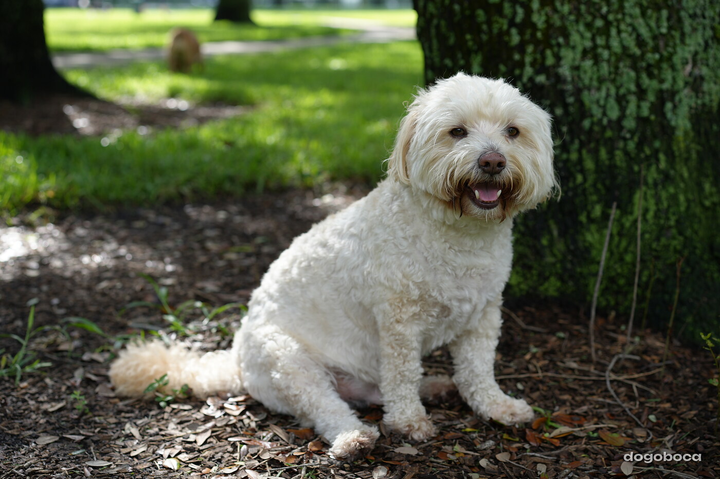 Cream white dog photographed at Mizner Bark Dog Park on September 3, 2026