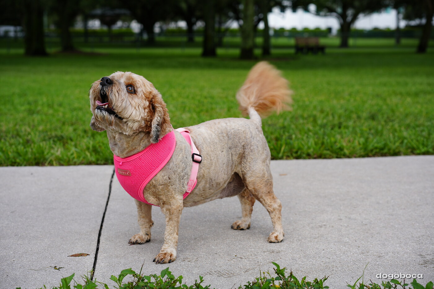 Light brown and white dog photographed at Mizner Bark Dog Park on September 3, 2026