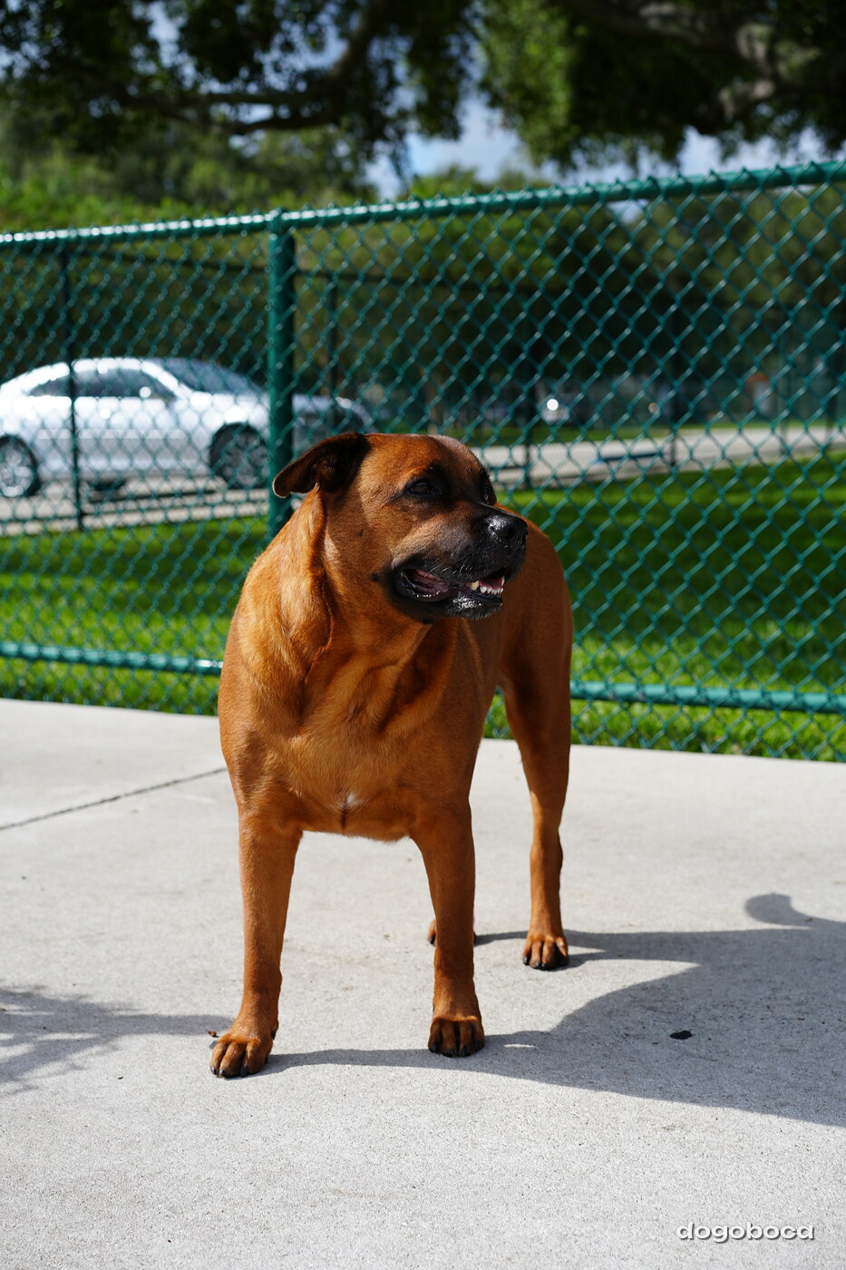 Fawn dog photographed at Mizner Bark Dog Park on September 3, 2026