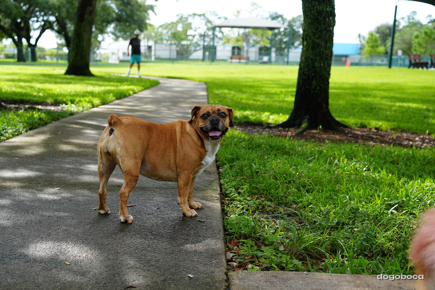 Fawn with white dog photographed at Mizner Bark Dog Park on September 3, 2026