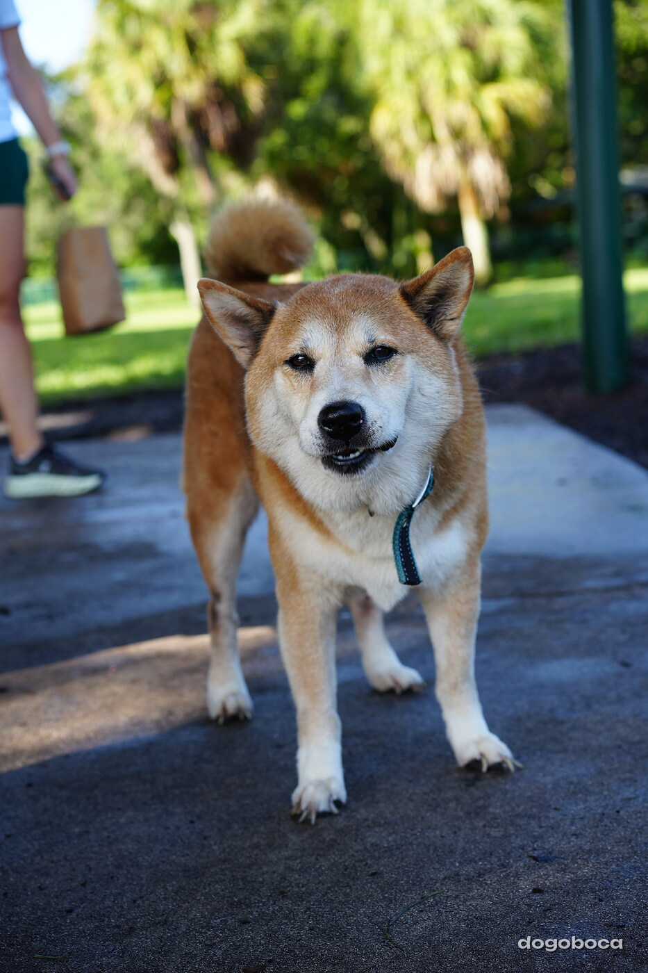 Red and white dog photographed at Mizner Bark Dog Park on September 3, 2026