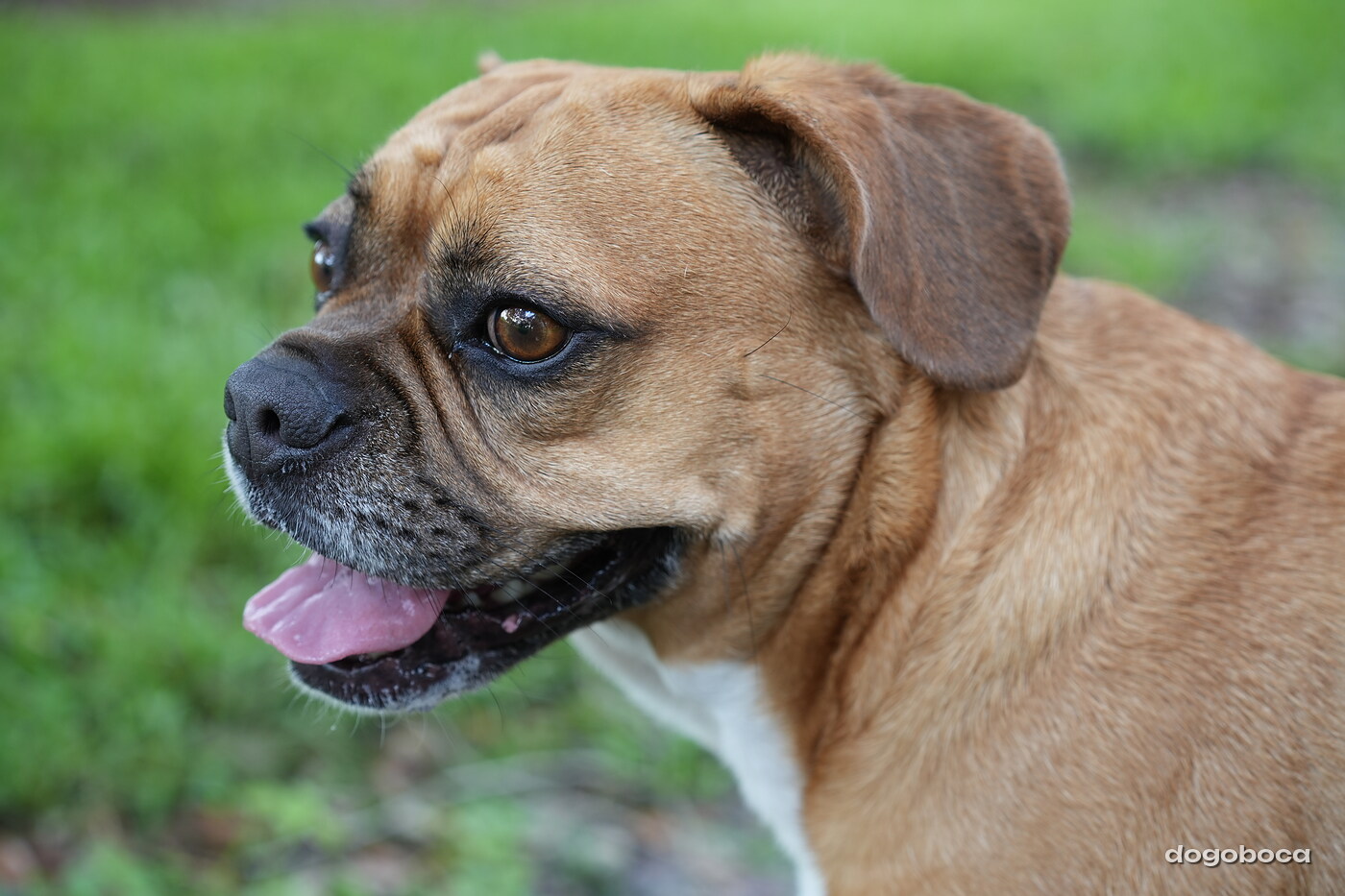 Fawn with white dog photographed at Mizner Bark Dog Park on September 3, 2026