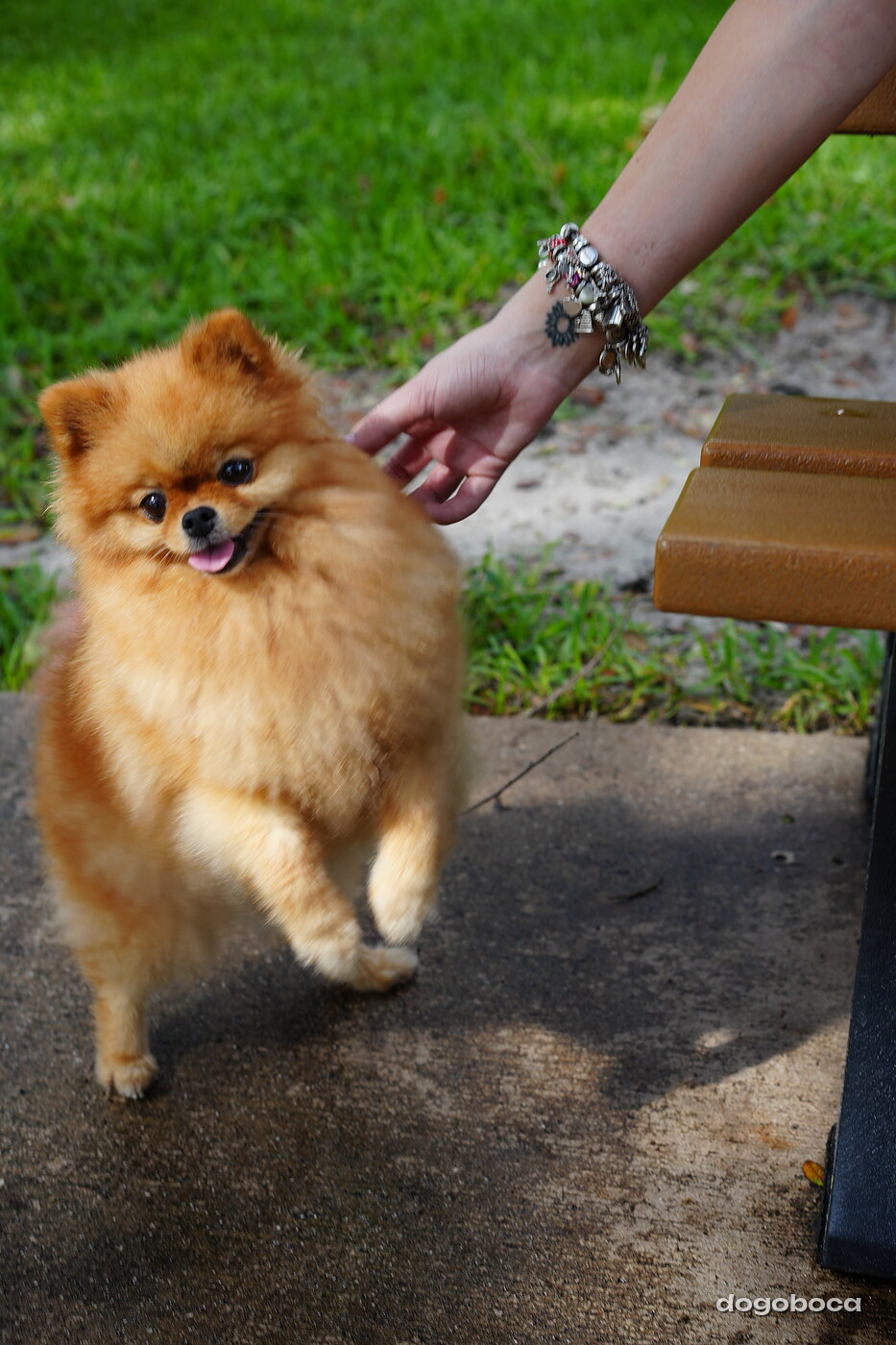 Orange sable dog photographed at Mizner Bark Dog Park on September 3, 2026