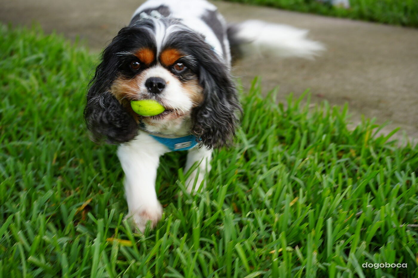 Tricolor dog photographed at Mizner Bark Dog Park on September 3, 2026