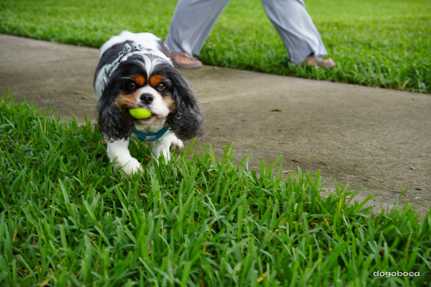 Tricolor dog photographed at Mizner Bark Dog Park on September 3, 2026