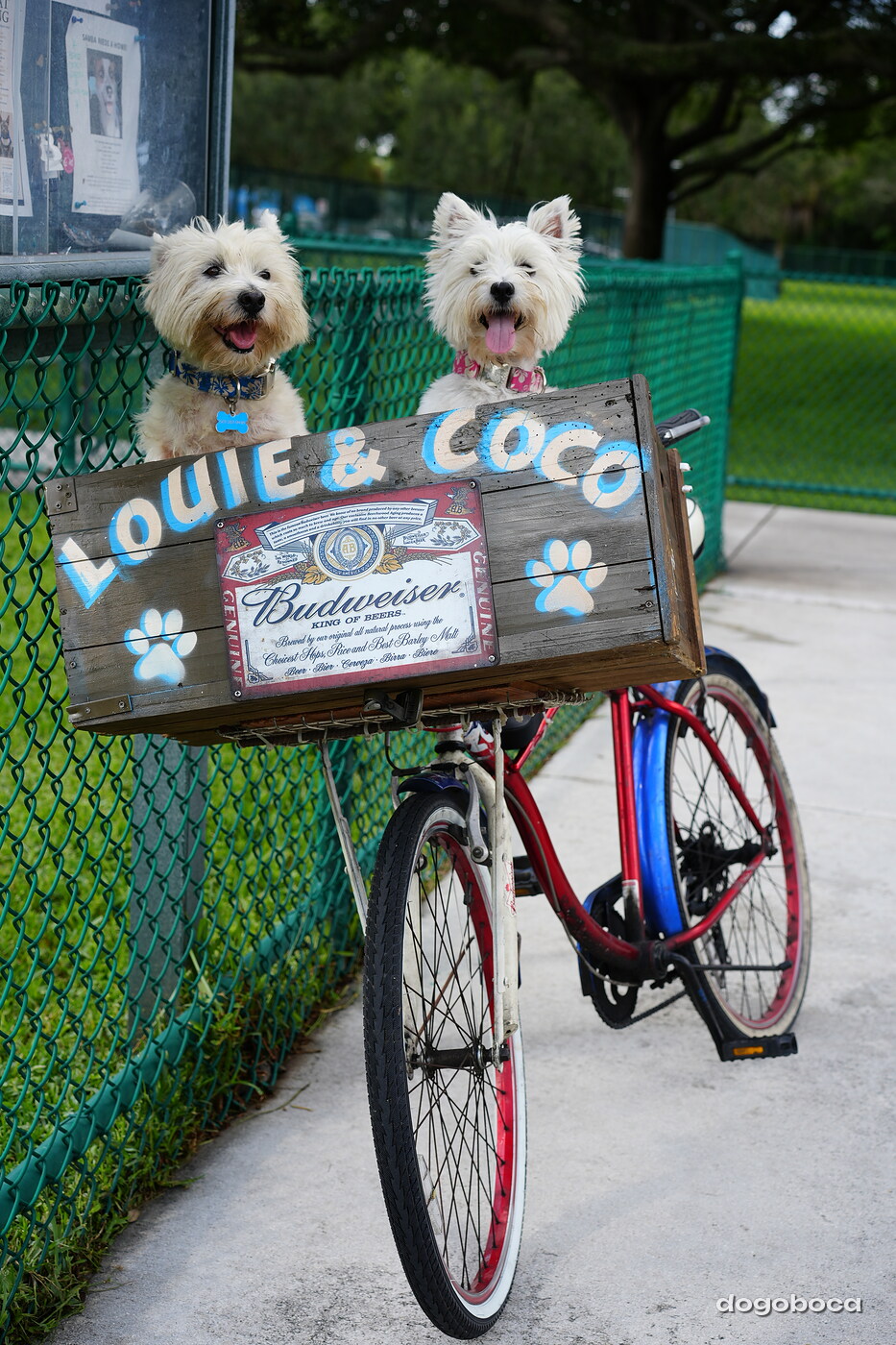 Coco photographed at Mizner Bark Dog Park on September 3, 2026
