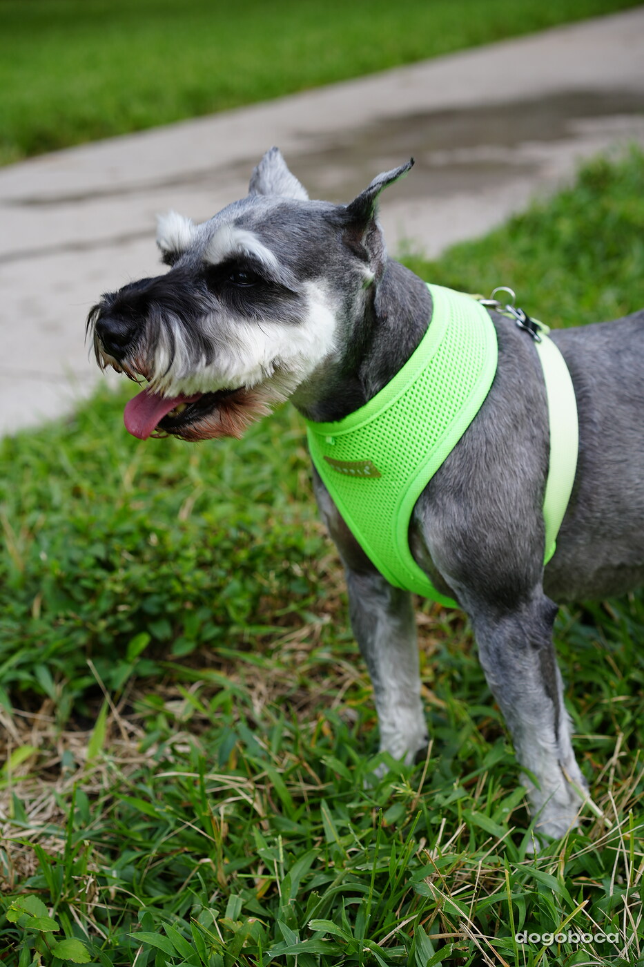 Salt and pepper dog photographed at Mizner Bark Dog Park on September 3, 2026