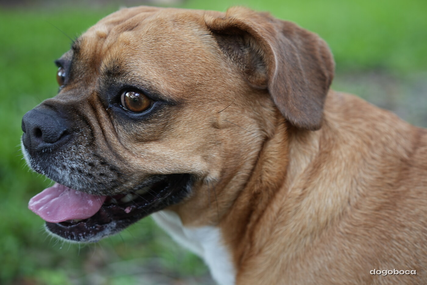 Fawn with white dog photographed at Mizner Bark Dog Park on September 3, 2026
