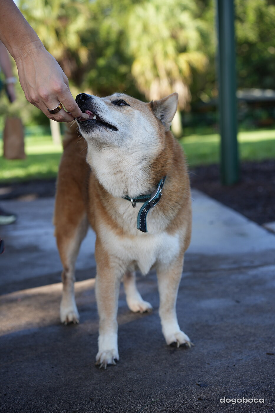 A dog photographed at Mizner Bark Dog Park
