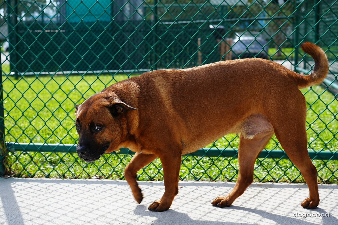 Reddish brown dog photographed at Mizner Bark Dog Park on September 3, 2026