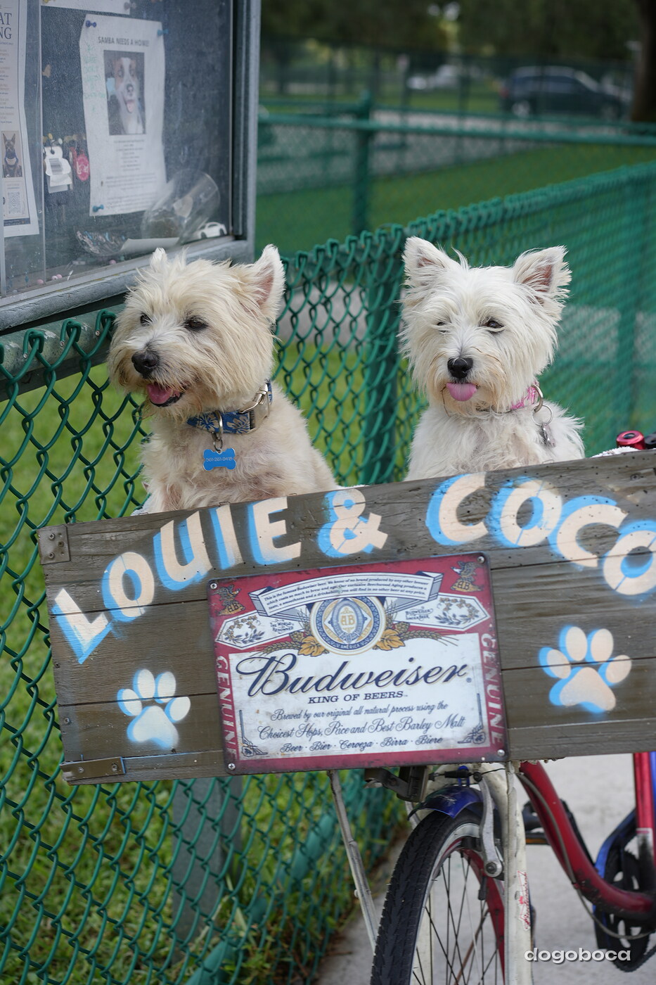 Coco photographed at Mizner Bark Dog Park on September 3, 2026
