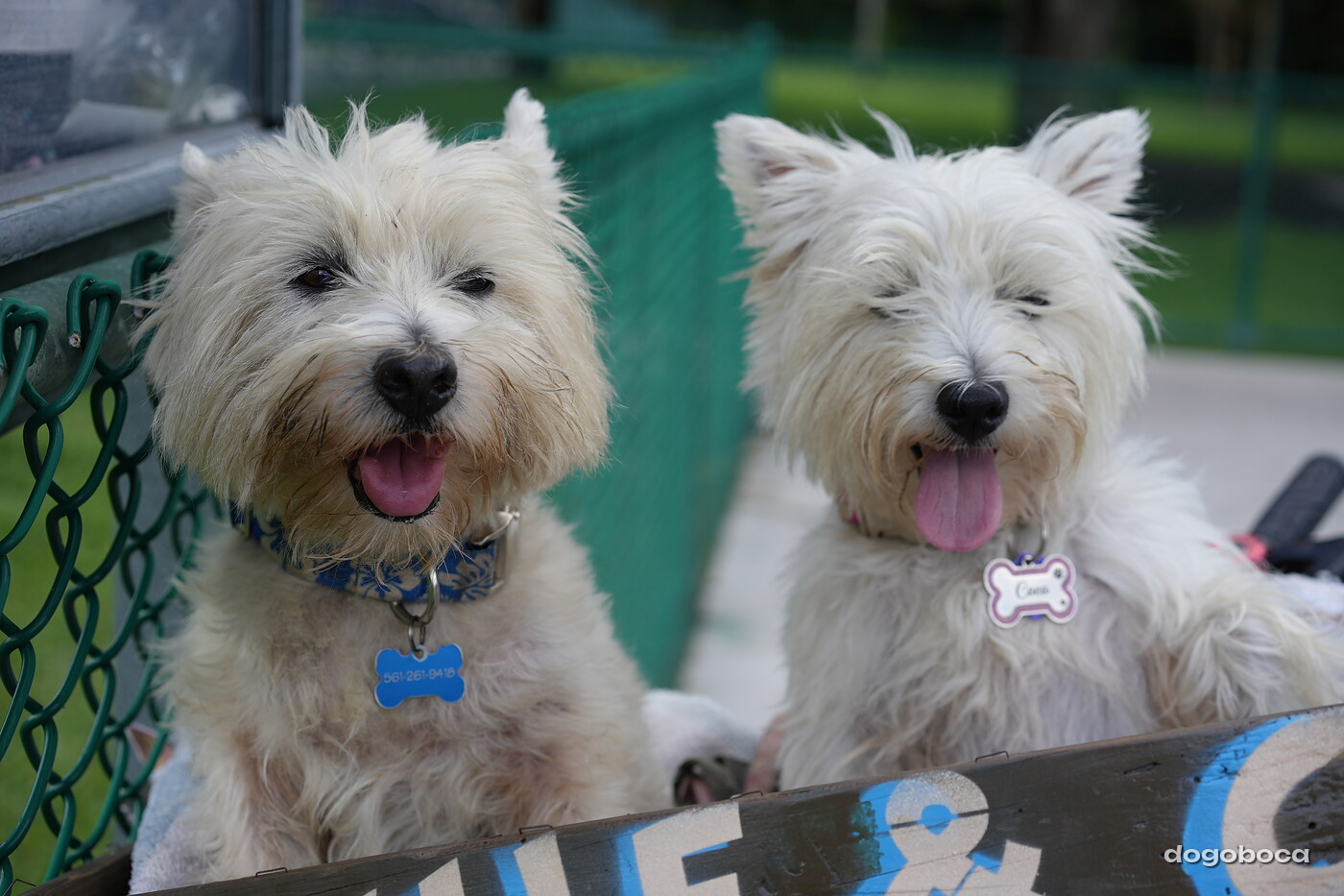 Coco photographed at Mizner Bark Dog Park on September 3, 2026