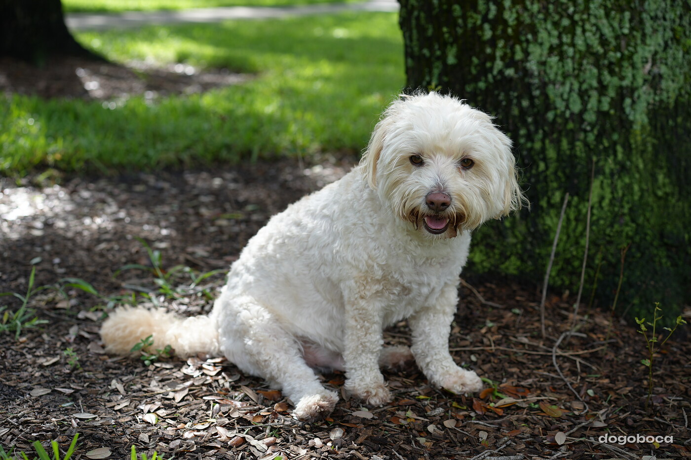 Cream white dog photographed at Mizner Bark Dog Park on September 3, 2026