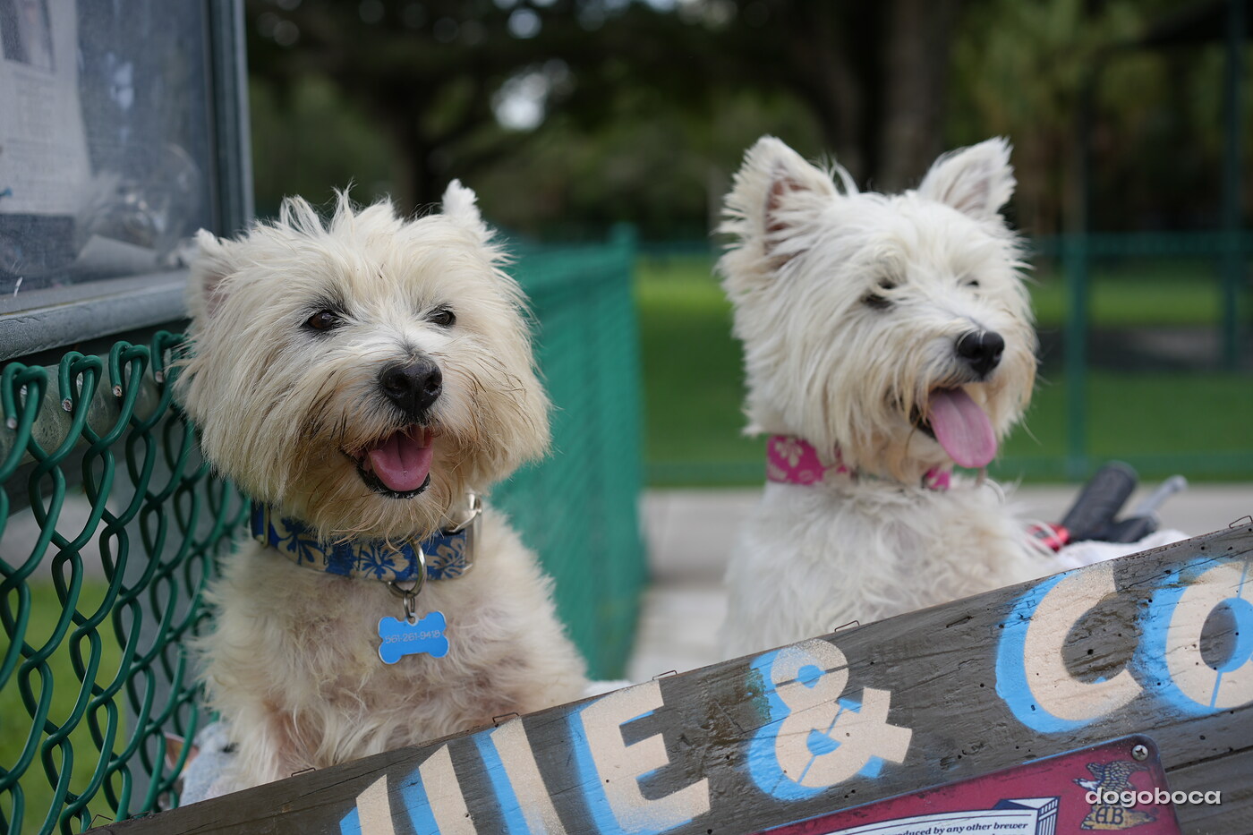 Coco photographed at Mizner Bark Dog Park on September 3, 2026