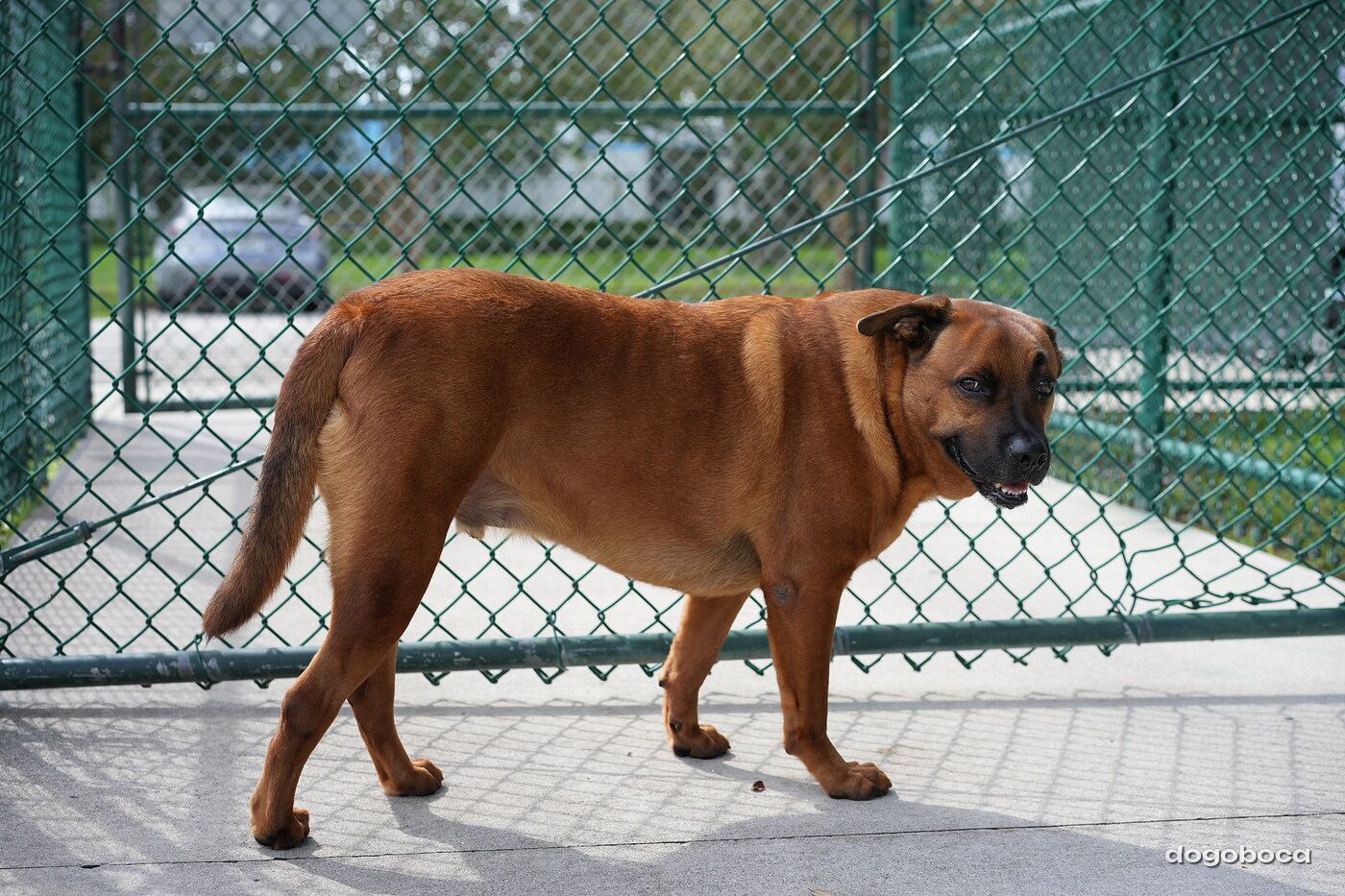 Reddish brown dog photographed at Mizner Bark Dog Park on September 3, 2026