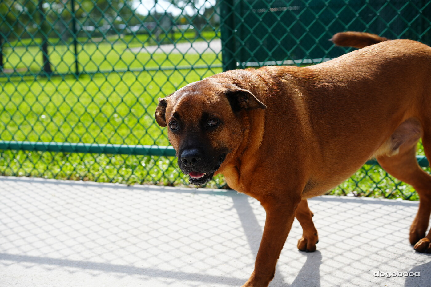 Reddish brown dog photographed at Mizner Bark Dog Park on September 3, 2026