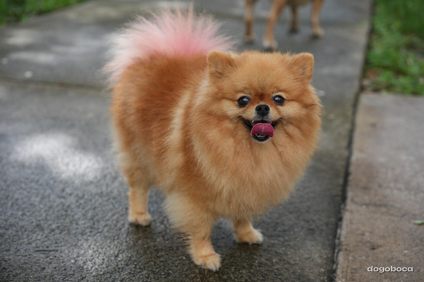 Orange with pink tail tip dog photographed at Mizner Bark Dog Park on September 3, 2026