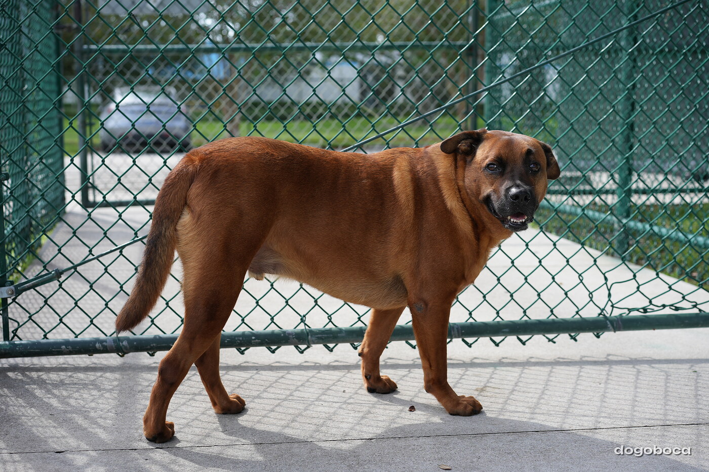 Reddish brown dog photographed at Mizner Bark Dog Park on September 3, 2026