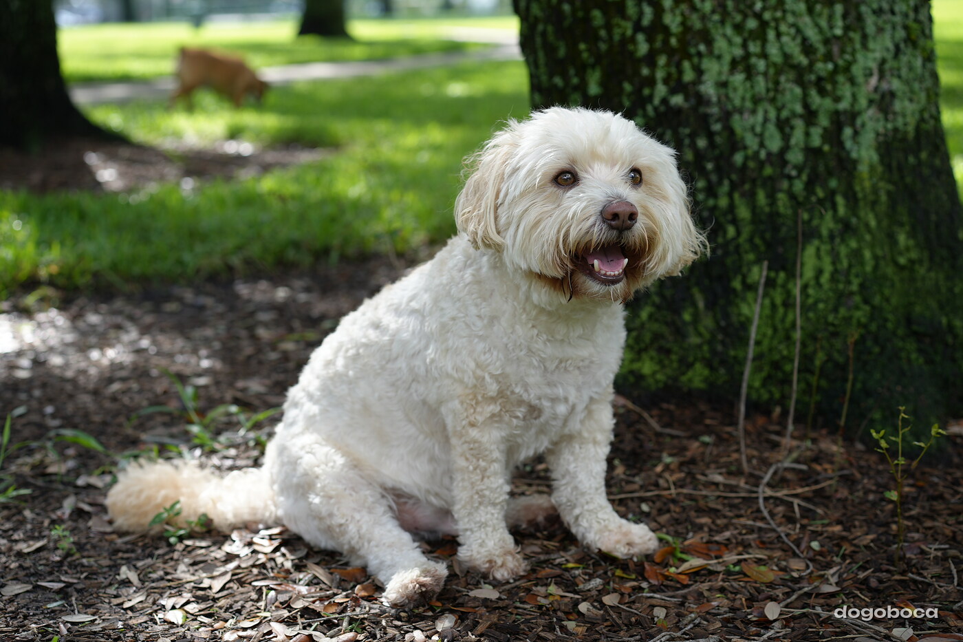 Cream white dog photographed at Mizner Bark Dog Park on September 3, 2026