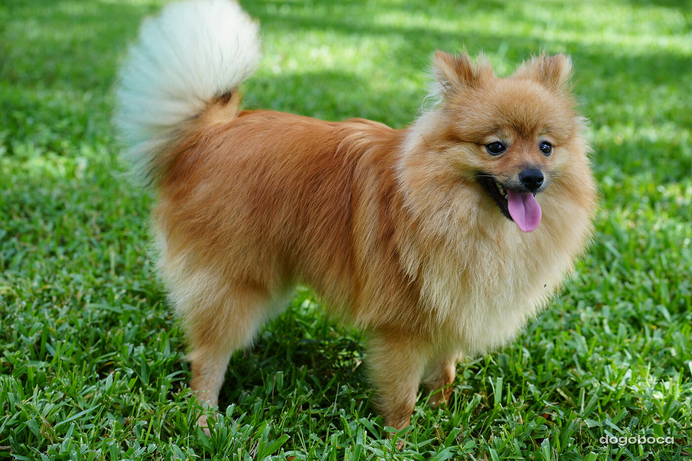 Orange sable dog photographed at Mizner Bark Dog Park on September 3, 2026