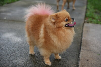 Orange with pink tail tip dog photographed at Mizner Bark Dog Park on September 3, 2026