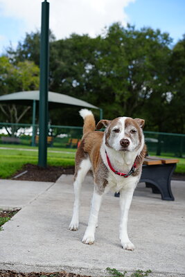 Brown and white dog photographed at Mizner Bark Dog Park on September 3, 2026