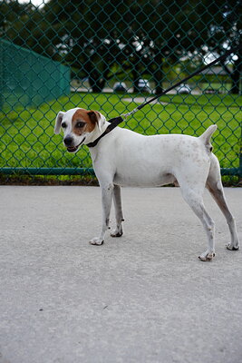 White with brown patches dog photographed at Mizner Bark Dog Park on September 3, 2026
