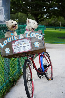 Coco photographed at Mizner Bark Dog Park on September 3, 2026