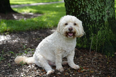 Cream white dog photographed at Mizner Bark Dog Park on September 3, 2026