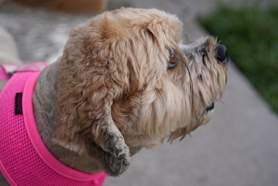 Light brown and cream dog photographed at Mizner Bark Dog Park on September 3, 2026