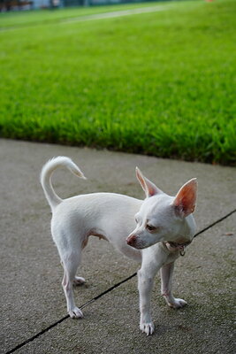 White dog photographed at Mizner Bark Dog Park on September 3, 2026