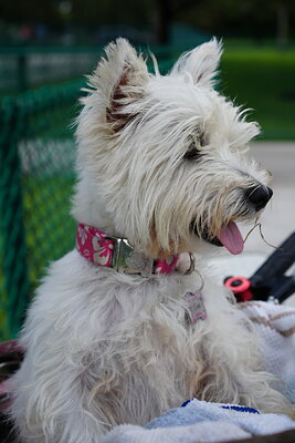 Coco photographed at Mizner Bark Dog Park on September 3, 2026