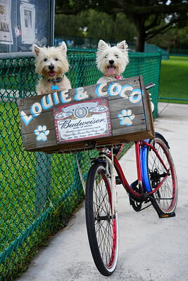 Coco photographed at Mizner Bark Dog Park on September 3, 2026