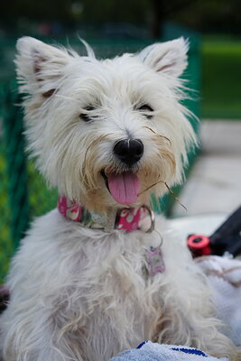 Coco photographed at Mizner Bark Dog Park on September 3, 2026