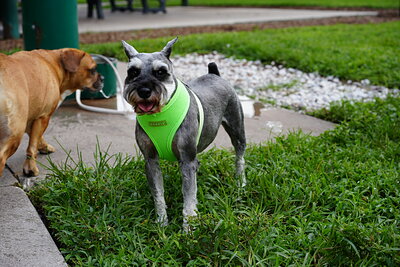 Salt and pepper dog photographed at Mizner Bark Dog Park on September 3, 2026