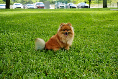 Orange sable dog photographed at Mizner Bark Dog Park on September 3, 2026