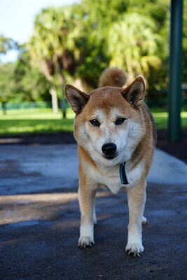 Red and white dog photographed at Mizner Bark Dog Park on September 3, 2026