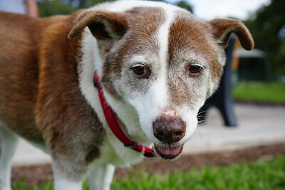 Brown and white dog photographed at Mizner Bark Dog Park on September 3, 2026